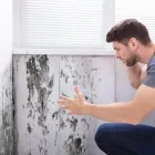 Business 1 image LITTLE LONDON MOLD INSPECTIONS Home Mold Inspector in Colorado Springs CO