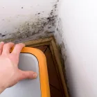 Business 2 image LITTLE LONDON MOLD INSPECTIONS Home Mold Inspector in Colorado Springs CO