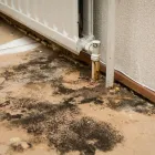 Business 3 image LITTLE LONDON MOLD INSPECTIONS Home Mold Inspector in Colorado Springs CO