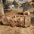 Business 2 image LJR TREE SERVICES INC in San Jose CA