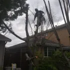 Business 3 image LJR TREE SERVICES INC in San Jose CA