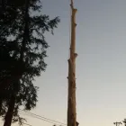 Business 5 image LJR TREE SERVICES INC in San Jose CA