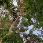 Business 7 image LJR TREE SERVICES INC in San Jose CA