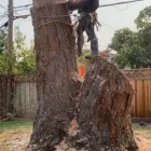 Business 10 image LJR TREE SERVICES INC in San Jose CA