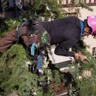 Business 1 image LOCAL TREE INC. Tree Pruning/trimming in Oakland CA