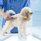 Business 1 image LOVE & CARE PET SALON Pet Grooming in Tukwila WA