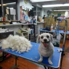 Business 4 image LOVE & CARE PET SALON Pet Grooming in Tukwila WA