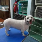 Business 6 image LOVE & CARE PET SALON Pet Grooming in Tukwila WA