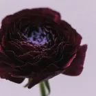 Business 4 image LUCY'S FLOWERS Florists in Brooklyn NY