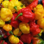 Business 5 image M & B JAMAICAN BAKERY & SVC Shipping Services in Miami FL