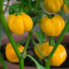 Business 7 image M & B JAMAICAN BAKERY & SVC Shipping Services in Miami FL