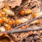 Business 5 image MAIN STREET TERMITE EXPERTS in Bexley OH