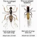 Business 11 image MALANG PEST CONTROL Silverfish in Irvine CA