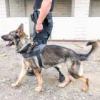 Business 2 image MAN-K9 - SAN DIEGO DOG TRAINING Dog Trainers in San Diego CA