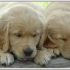 Business 1 image MANY PAWS Pet Groomer in Los Angeles CA