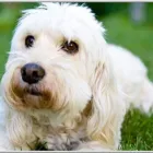 Business 2 image MANY PAWS Pet Groomer in Los Angeles CA