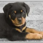 Business 3 image MANY PAWS Pet Groomer in Los Angeles CA