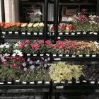 Business 10 image MARK'S ACE HARDWARE Plumbing in Tucson AZ