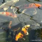 Business 17 image MARK THE POND GUY Landscape Architects & Designers in Puyallup WA