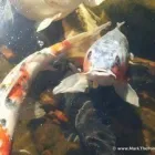 Business 21 image MARK THE POND GUY Landscape Architects & Designers in Puyallup WA