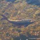 Business 22 image MARK THE POND GUY Landscape Architects & Designers in Puyallup WA