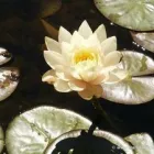 Business 24 image MARK THE POND GUY Landscape Architects & Designers in Puyallup WA