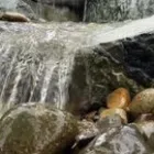 Business 31 image MARK THE POND GUY Landscape Architects & Designers in Puyallup WA