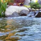 Business 39 image MARK THE POND GUY Landscape Architects & Designers in Puyallup WA