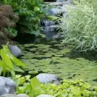 Business 43 image MARK THE POND GUY Landscape Architects & Designers in Puyallup WA