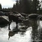 Business 46 image MARK THE POND GUY Landscape Architects & Designers in Puyallup WA