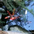 Business 51 image MARK THE POND GUY Landscape Architects & Designers in Puyallup WA