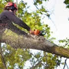 Business 1 image MEADOW HILLS TREE SERVICE Tree Service in Aurora CO