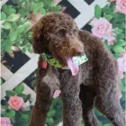 Business 1 image MELISSA MICHELLE GROOMING Pet Grooming in San Leandro CA