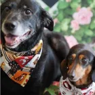 Business 3 image MELISSA MICHELLE GROOMING Pet Grooming in San Leandro CA