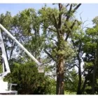 Business 9 image MENCHHOFER TREE CARE Tree Service in Indianapolis IN