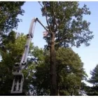 Business 6 image MENCHHOFER TREE CARE Tree Service in Indianapolis IN