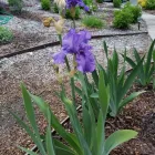 Business 3 image MENDOZA’S LANDSCAPING in San Jose CA