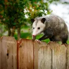 Business 2 image MIAMI BEACH WILDLIFE EXPERTS Animal Control Service in Miami FL