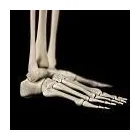 Business 1 image MICHIGAN FOOT & ANKLE CENTER, P.C. Podiatry in Livonia MI