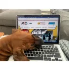 Business 2 image MIGHTY DOG ROOFING OF WEST HOUSTON in Houston TX