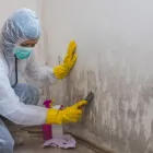 Business 1 image MIKE`S MOLD REMOVAL EXPERTS ORLANDO Mold Removal in Orlando FL