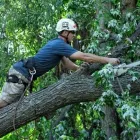 Business 2 image MINNESOTA TREE EXPERTS Arborists & Tree Surgeons in Brooklyn Park MN