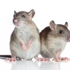 Business 6 image MITEBUSTER BEDBUG & PEST CONTROL Retail Stores in Rochelle Park NJ