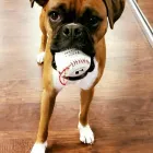 Business 6 image MOJO CREATIVE DIGITAL Web Design & Development in Baltimore MD