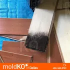 Business 2 image MOLD KO OF DALLAS in Dallas TX
