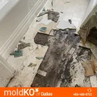 Business 4 image MOLD KO OF DALLAS in Dallas TX