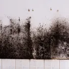 Business 1 image MOLD REMOVAL LEXINGTON SOLUTIONS Mold Testing & Removal in Lexington KY