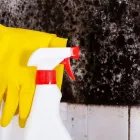 Business 2 image MOLD REMOVAL LEXINGTON SOLUTIONS Mold Testing & Removal in Lexington KY