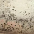 Business 4 image MOLD REMOVAL LEXINGTON SOLUTIONS Mold Testing & Removal in Lexington KY
