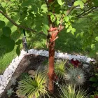 Business 13 image MONAKINO LANDSCAPE Lawn Care Service in Houston TX